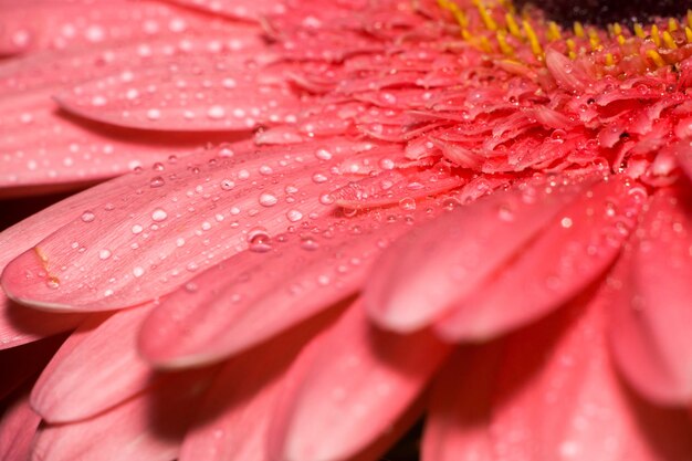 Macro Gerbera rosa