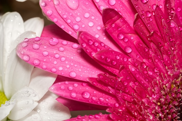 Macro Gerbera rosa