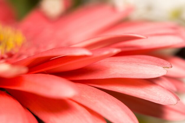 Macro Gerbera rosa