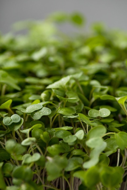 Macro germogliati microgreens su uno sfondo sfocato