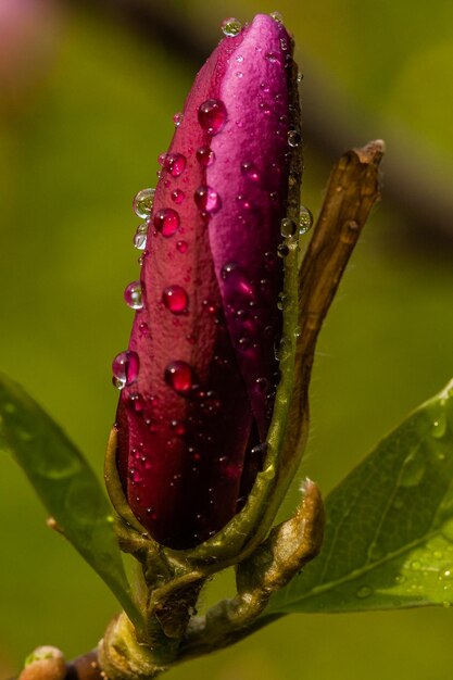 Macro germoglio di magnolia ricoperta di gocce