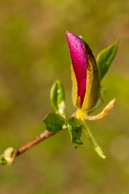 Macro germoglio di magnolia ricoperta di gocce