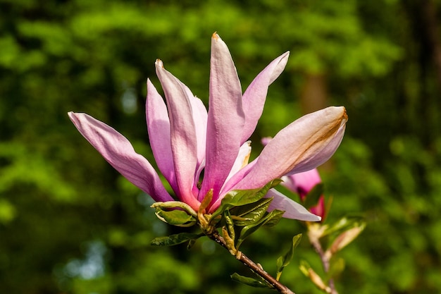 Macro germoglio di magnolia ricoperta di gocce