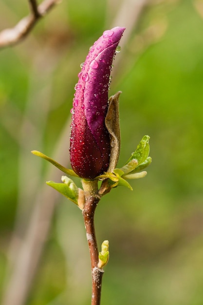 Macro germoglio di magnolia ricoperta di gocce