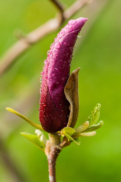 Macro germoglio di magnolia ricoperta di gocce