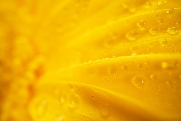 Macro gialla del fiore della gerbera