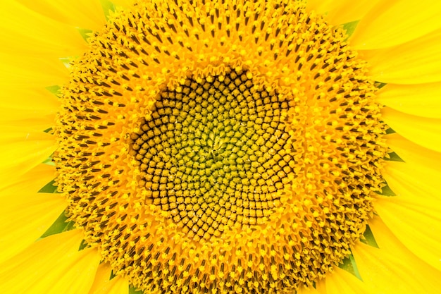 Macro girasole giallo brillante con polline