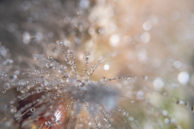 Macro gocce d&#39;acqua sulla pelliccia