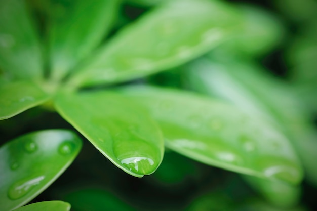 Macro gocce di pioggia sulle foglie verdi in fondo della natura di stagione delle piogge