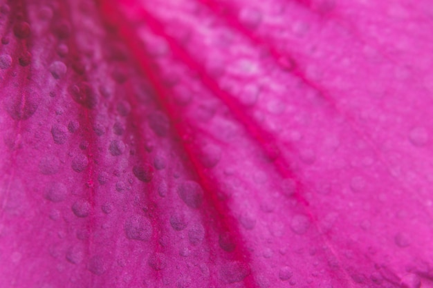 Macro gocce sui petali di fiori rosa