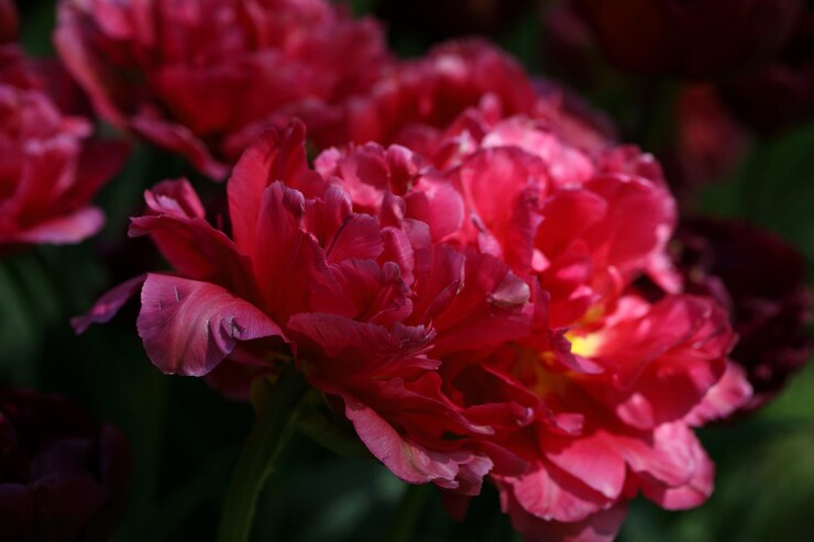 Macro grande bocciolo di peonia rossa su sfondo di foglie verdi