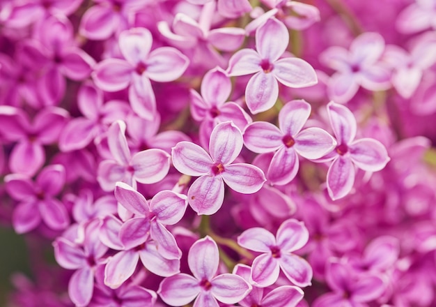 Macro immagine dei fiori viola lilla della molla.