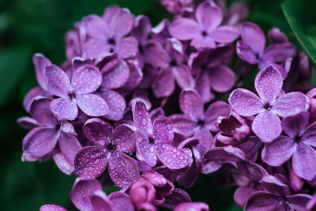 Macro immagine di fiori lilla viola morbidi primaverili, sfondo floreale stagionale naturale. Può essere utilizzato come biglietto di auguri con spazio per la copia.