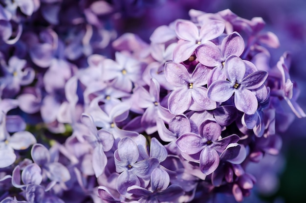 Macro immagine di fiori lilla viola morbidi primaverili sfondo floreale stagionale naturale Può essere utilizzato come biglietto di auguri con spazio per la copia