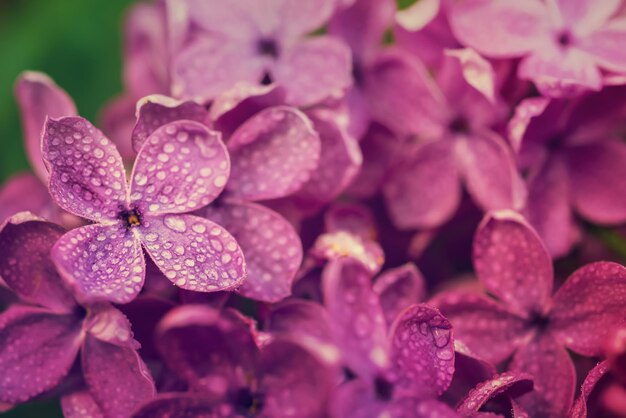 Macro immagine di fiori lilla viola morbidi primaverili sfondo floreale stagionale naturale Può essere utilizzato come biglietto di auguri con spazio per la copia