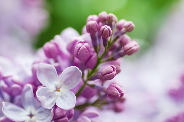 Macro immagine di fiori viola lilla primavera astratto morbido sfondo floreale