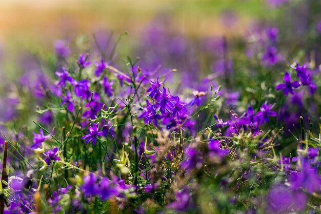 Macro immagine di fiori viola lilla primaverili nella natura selvaggia