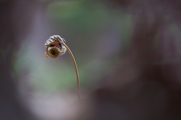 macro immagine di Jumping ragno hyllus diardi femminile