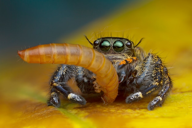 Macro immagine di vista del ragno di salto che mangia verme sul fondo giallo della foglia in natura