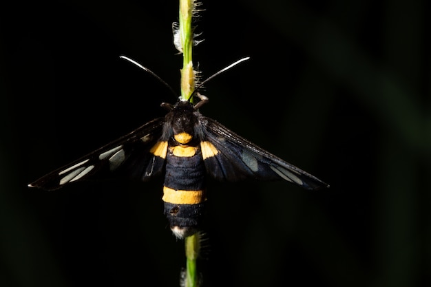 Macro insetto sulla foglia