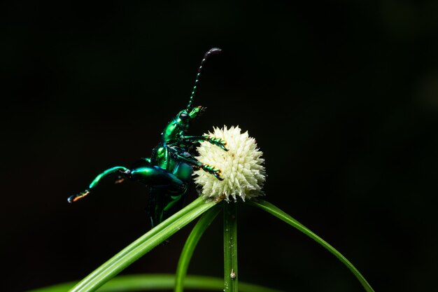 Macro insetto verde sulla foglia