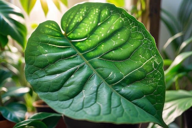 Macro LENS FLARE Bella consistenza e modello di vena di una foglia verde vibrante Vista dettagliata dei problemi di parassiti visibili su grandi foglie macchiate e perforate di piante in vaso esotiche nella giungla domestica