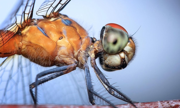 macro libellula 1