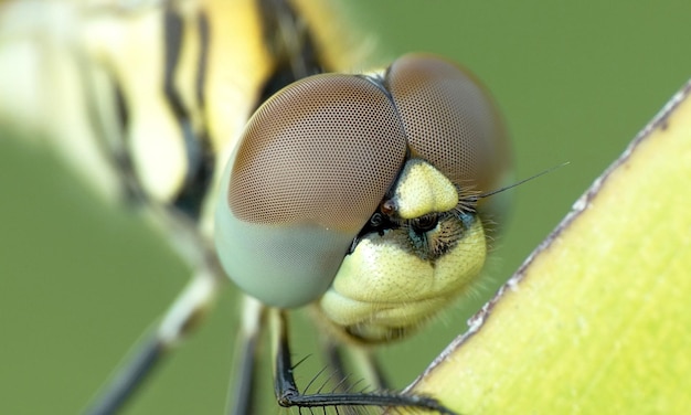 macro libellula 1