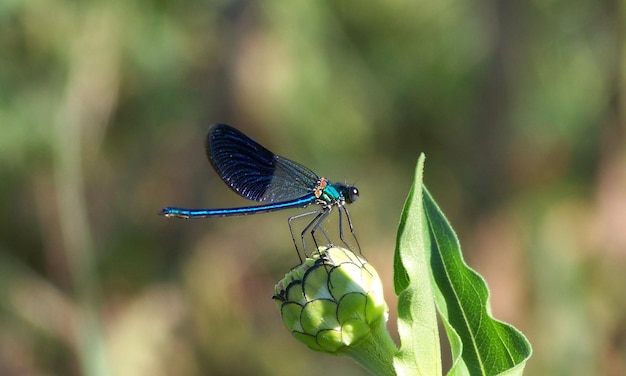 macro libellula 1