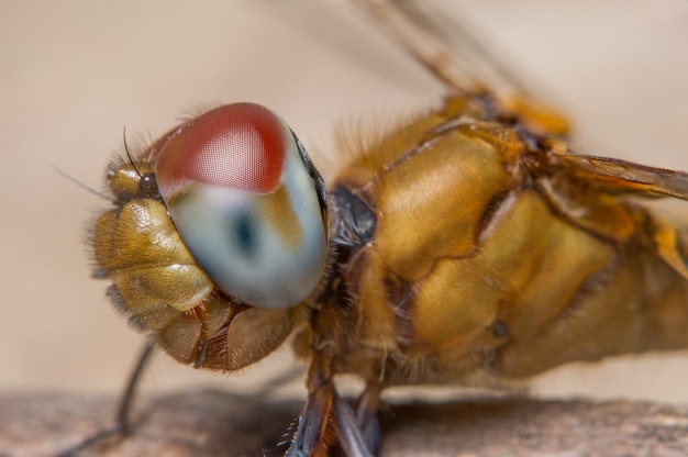 Macro libellula su foglia