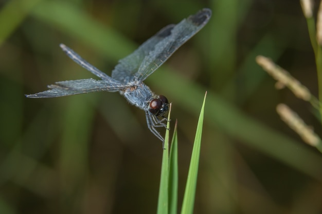 Macro libellula sulla pianta