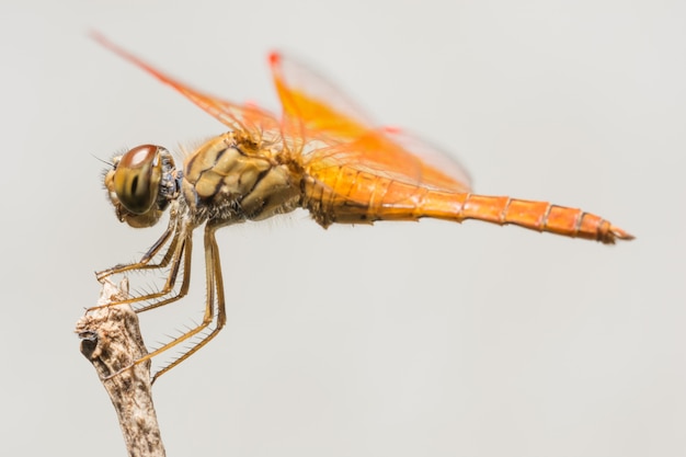 Macro libellula