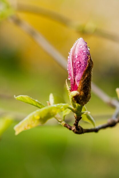 Macro magnolia in fiore su un ramo