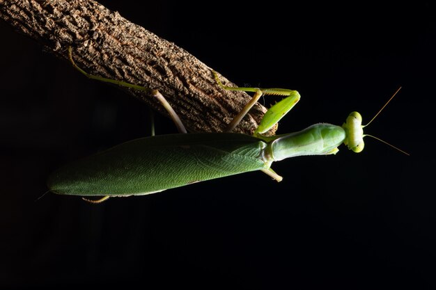 Macro Mantis Green sul ramo