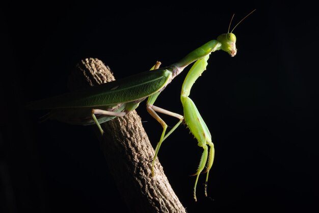 Macro Mantis Green sul ramo