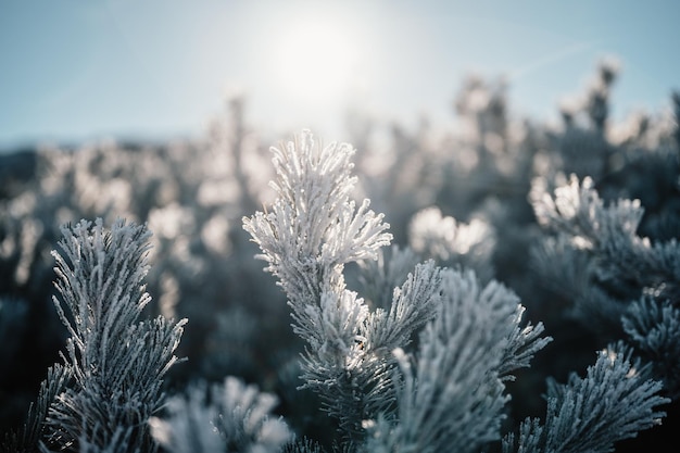 Macro mattutina invernale gelida Concetto di sfondo del tempo freddo Piante congelate sui campi con spazio di copia Paesaggio invernale congelato