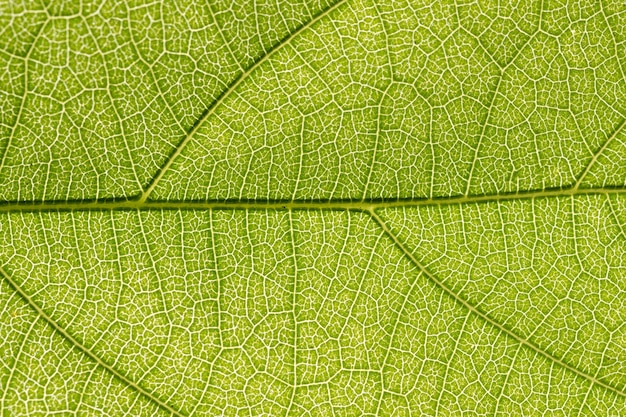 Macro modello del fondo delle foglie verdi