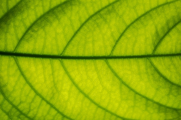 Macro modello del fondo delle foglie verdi