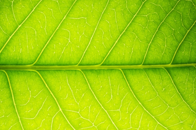 Macro modello del fondo delle foglie verdi