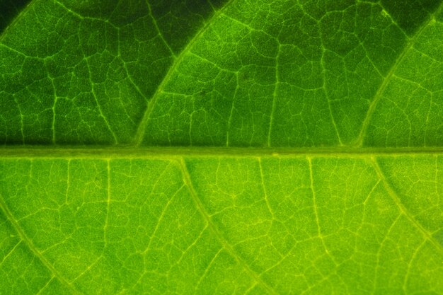 Macro modello del fondo delle foglie verdi