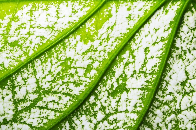 Macro modello del fondo delle foglie verdi