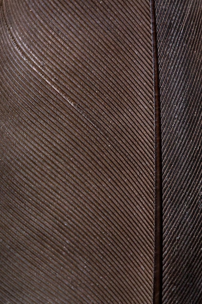 Macro nera piumaPiume nere di corvo Serbia Feather Macrofotografia Colore nero Colore grigio