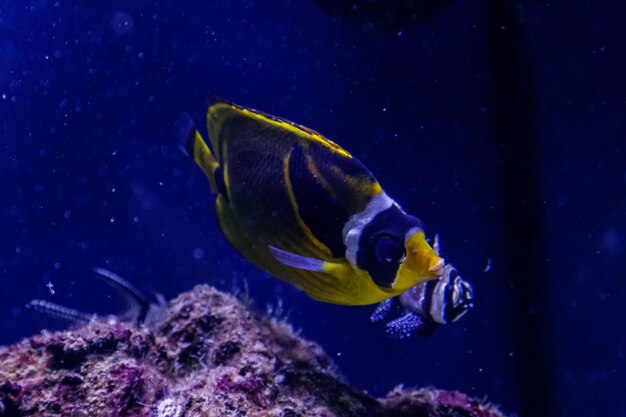 Macro pesce Chaetodon lunula