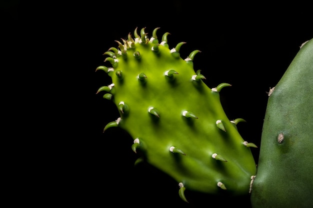 Macro pianta di sfondo