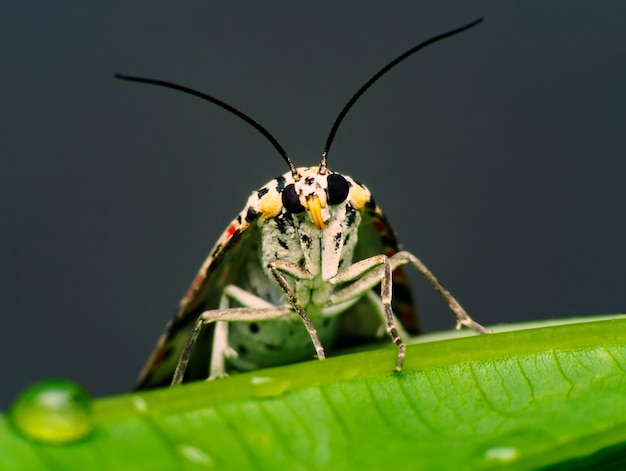 Macro piccola farfalla