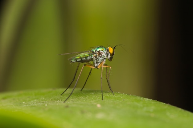 Macro piccoli insetti