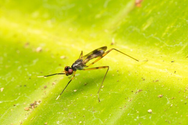 Macro piccoli insetti