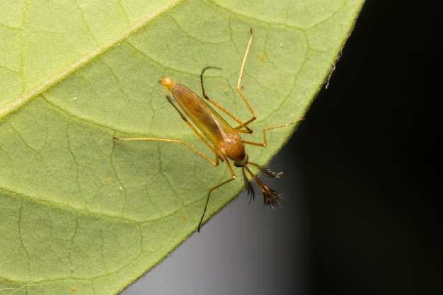 Macro piccoli insetti