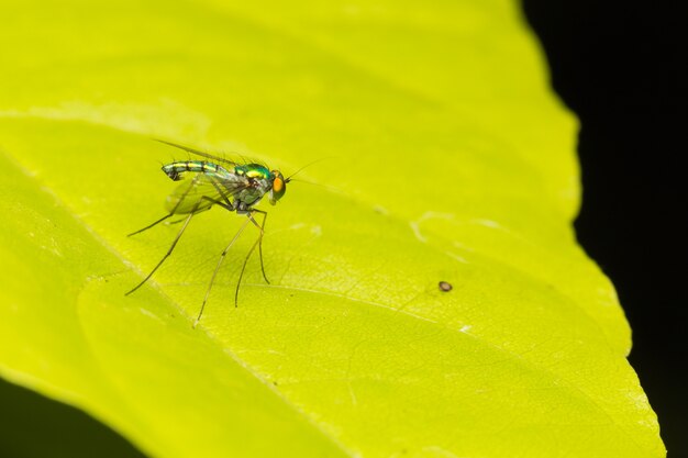 Macro piccoli insetti