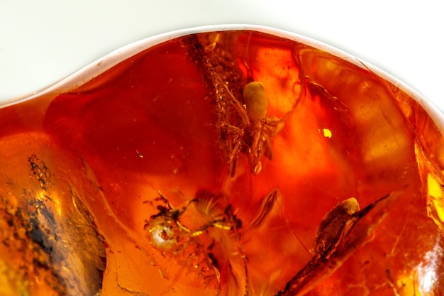 Macro Pietra minerale ambrata con ragno su sfondo bianco